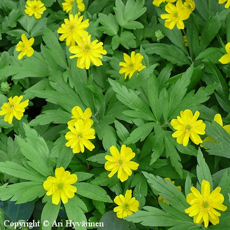 Anemone ranunculoides 'Flore Pleno', keltavuokko